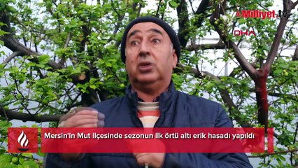 Mevsimi gelmeden ilk hasat yapıldı! İstanbul'a gidiyor... Kilosu 8 bin lira