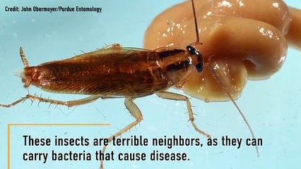 Are Cockroaches Nearly Unkillable Superbugs?