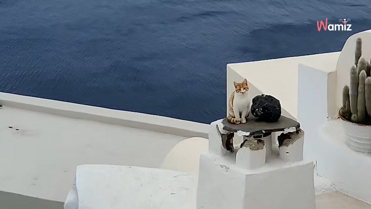 Impactantes imágenes tras la huida masiva en Santorini: el cámara no da crédito