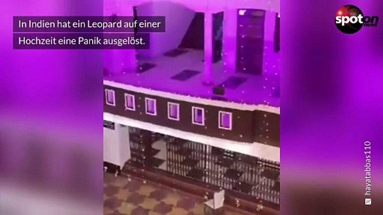 Leopard löst Massenpanik auf Hochzeit aus