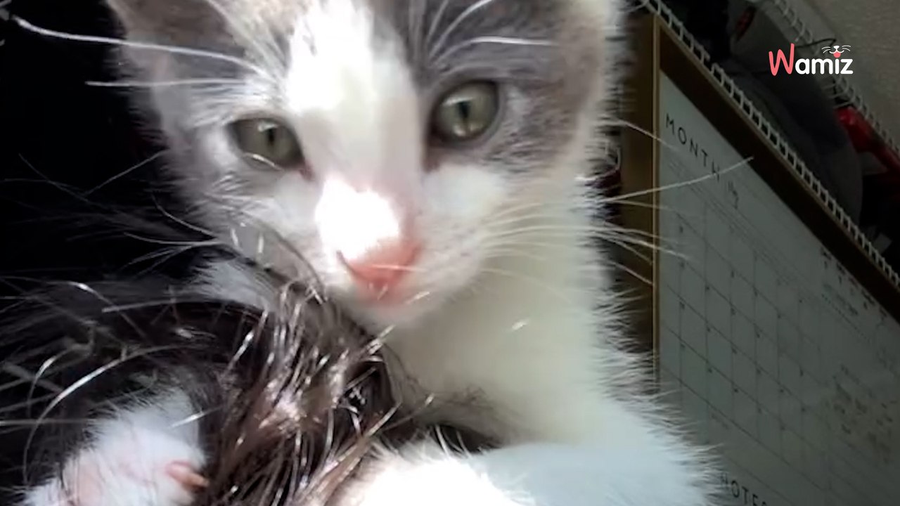 Décidé à sortir de la rue, ce chaton provoque sa chance en suivant un promeneur