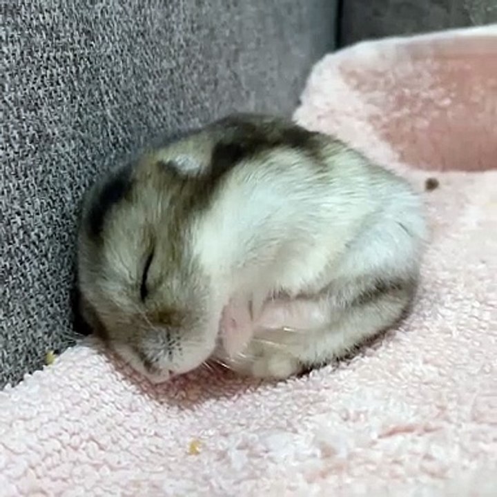 🐹 Welcome to the ultimate hamster haven! 🐹 In this exciting video, we're