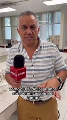 Beneficios de las arañas en casa durante la temporada de frío, según expertos