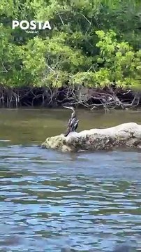 Turismo en Yucatán: Recorre en lancha Río Lagartos, conoce su flora y fauna