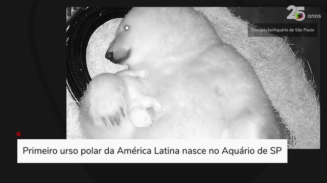 Primeiro urso polar da América Latina nasce no Aquário de SP
