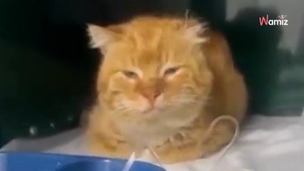 Ce chat passe 7 années sur la tombe de son maître : les voisins alertent sur son état de santé (vidéo)