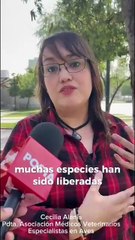 ¡Muy cotorro! Loros verdes invaden calles de Monterrey