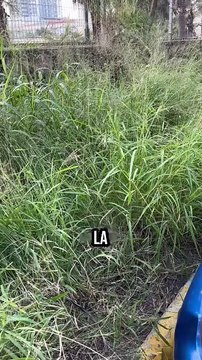 ¡Aguas con los zancudos!, así puedes evitar el dengue