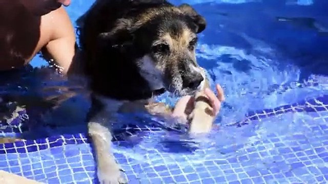 La Medicina della persona: 'Petbiota, il microbiota nella salute degli animali domestici'