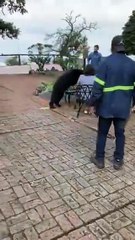 Parque Chipinque aclara incidente con oso en hotel