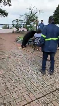 Oso sorprende a pareja en restaurante de Chipinque en San Pedro (VÍDEO)