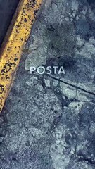 Perro suelto en Monterrey: Pitbull ataca a grupo de niños (VIDEO)