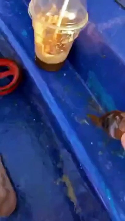 Un énorme thon vient capturer sa proie