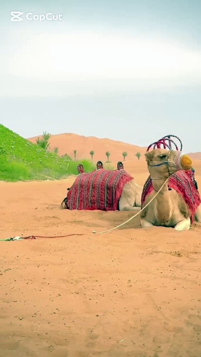 desert safari tour