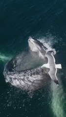 Est-ce qu'une BALEINE peut avaler un HUMAIN ?