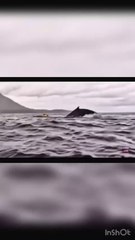 A whale swallows a man in Chile