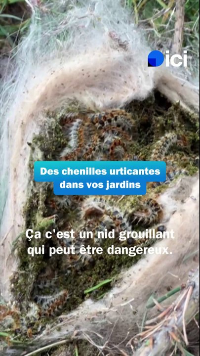 Des chenilles urticantes dans vos jardins