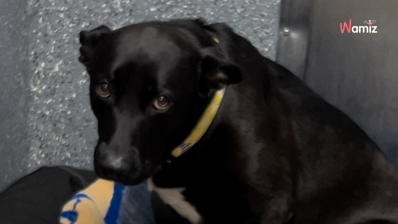 Ce chien retourne au refuge 3 jours après son adoption : les sauveteurs font un vœu pour lui (vidéo)