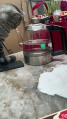 Forget Dragon Drinking Water—Behold the Cat King’s Magic Sip!