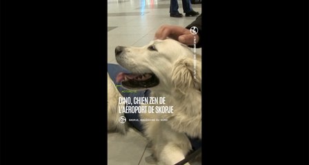 Dino, le chien qui apaise les passagers stressés avant de prendre l’avion