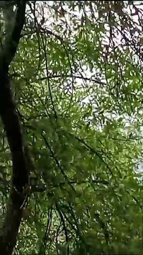 Mono araña moviliza a elementos de Protección Civil en San Pedro