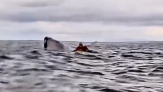 Une baleine à bosse « avale » un kayakiste... Puis le recrache