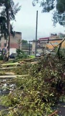 Lluvia intensa deja estragos en la GAM y al menos 40 árboles caídos