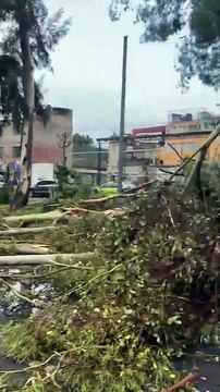 Lluvia intensa deja estragos en la GAM y al menos 40 árboles caídos