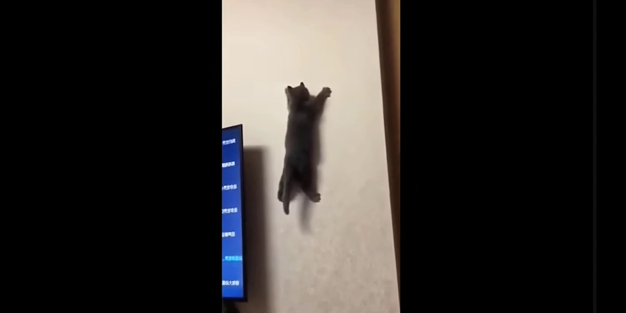 ⁣Cats funny moments ?|Animal funny moments|Hilarious reactions ?