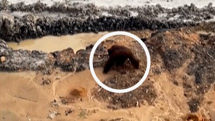En Indonésie, la vidéo désolante d'un orang-outan perdu dans une mine à ciel ouvert