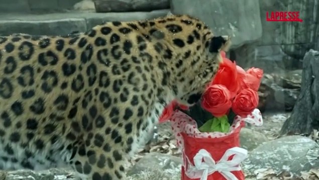 San Valentino anche per gli animali, cuori e fiori per gli ospiti del Brookfield Zoo di Chicago