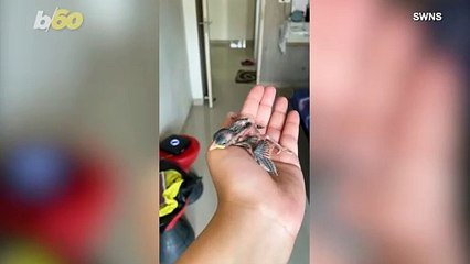 A Very Unlikely Friendship Between a Sparrow and a Woman!