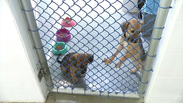 Codevida de Santos se mobiliza para cuidar de 17 cães vítimas de maus-tratos