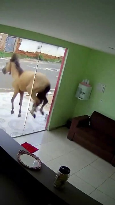 Fierce horse