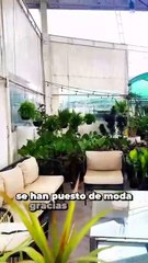 ¿Eres la señora de las plantas?, come rodeada de árboles y flores en Escobedo