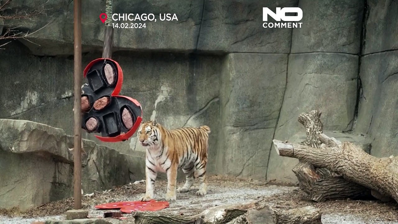 Zoo de Chicago oferece aos animais guloseimas para o Dia dos Namorados