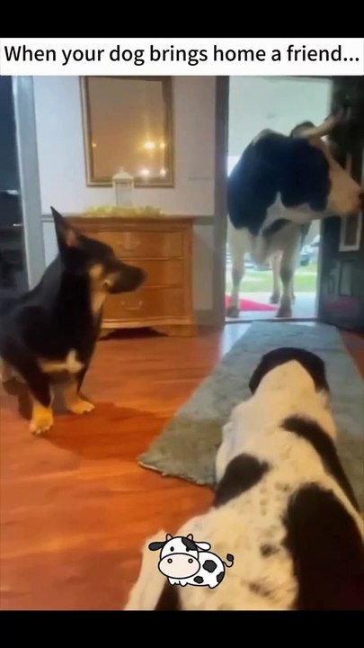 My dog has a new friend