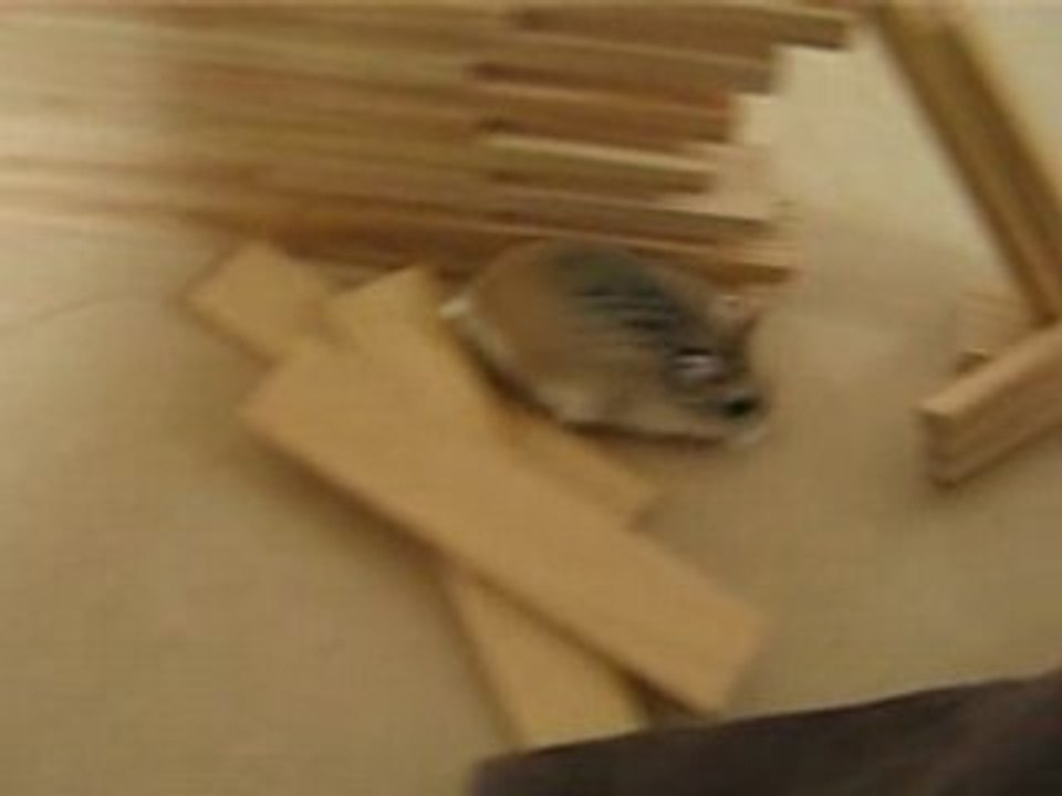 hamster roborovki