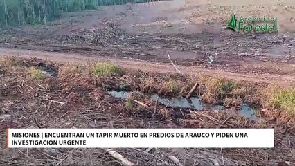 Misiones  Encuentran un tapir muerto en predios de Arauco y piden una investigación urgente