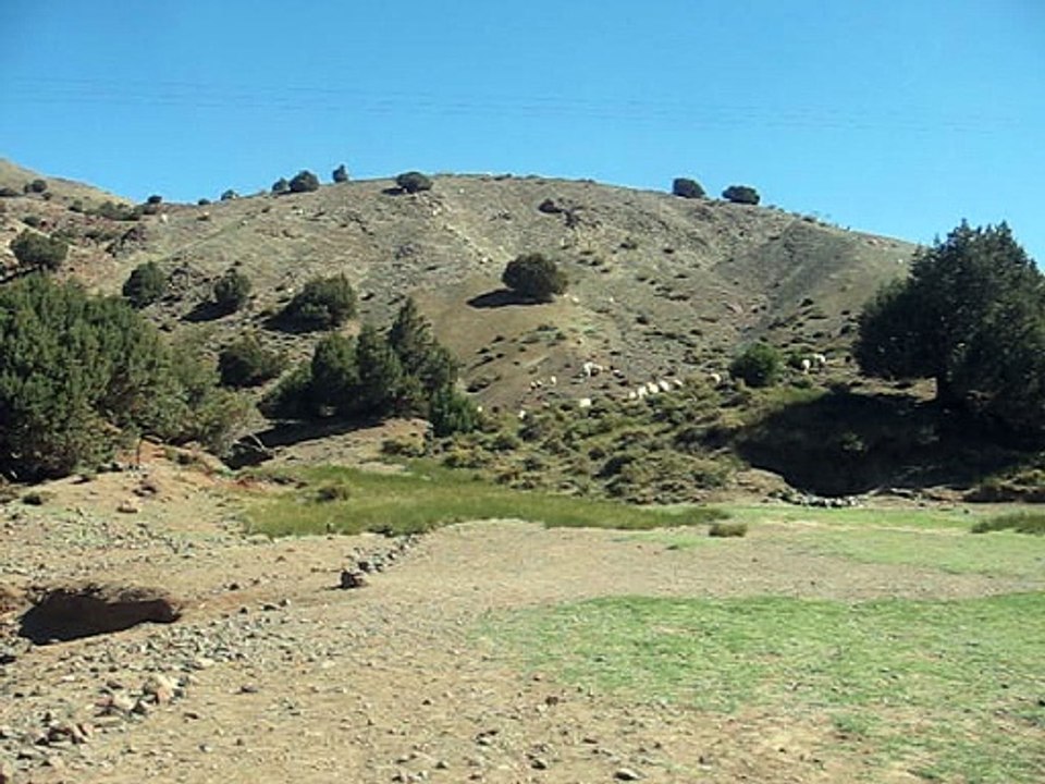 21-moutons au Maroc