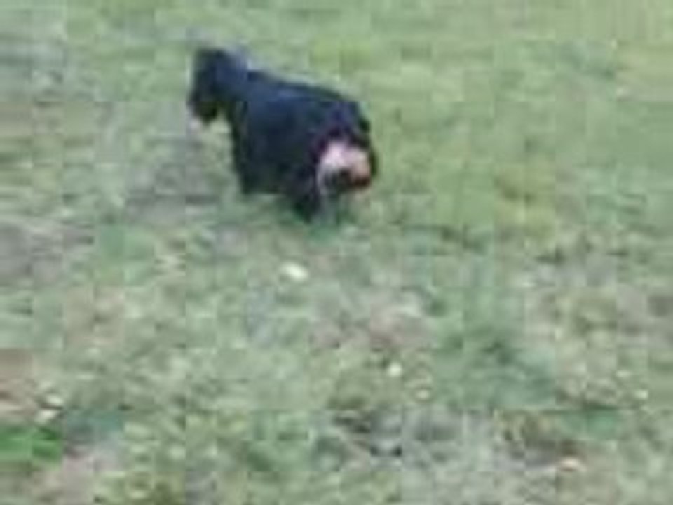 VIDchiens en ballade