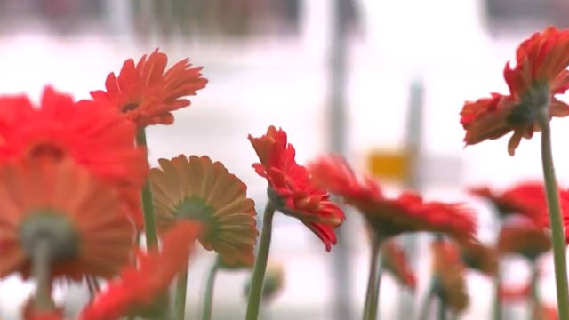 Estos son los países a los que Colombia exporta millones de flores cada año