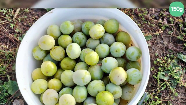 Confitures de prunes Reine-Claude