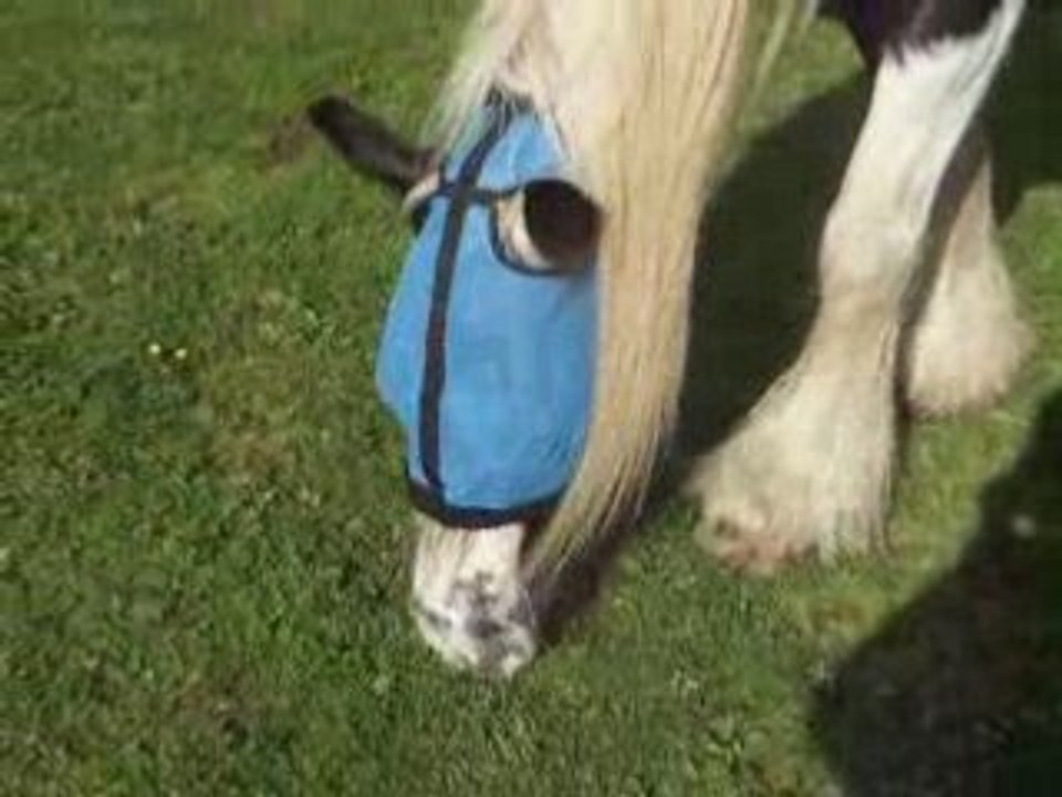 OwenBoy en mode Flipper (le dauphin)