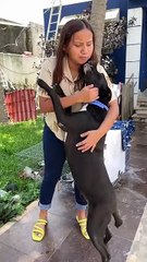 Rescata animales en situación de maltrato y abandono en Kanasín