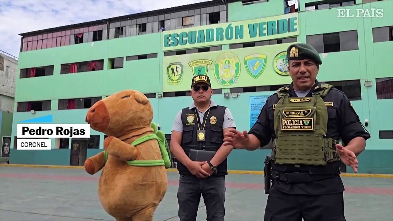Operativo con capibara en Perú