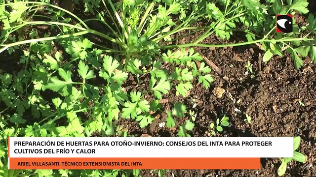Preparación de huertas para otoño-invierno consejos del INTA para proteger cultivos del frío y calor