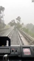 Cae árbol a vías de Línea 4 del STC Metro y se suspende servicio por lluvia