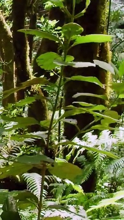 Ceguera de plantas