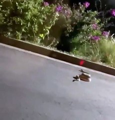 Enorme serpiente sorprende a automovilistas en Cumbres (VIDEO)